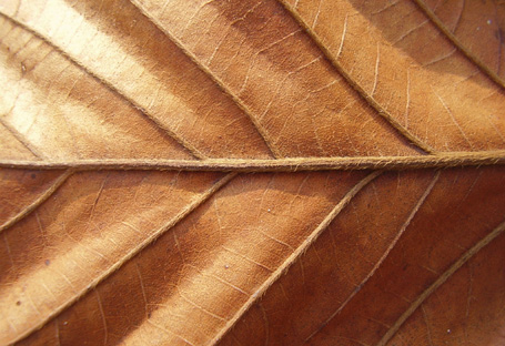 Dried Leaf Texture
